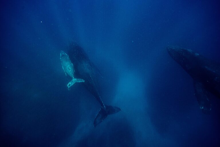 WWF reicht Klage gegen Norwegen ein