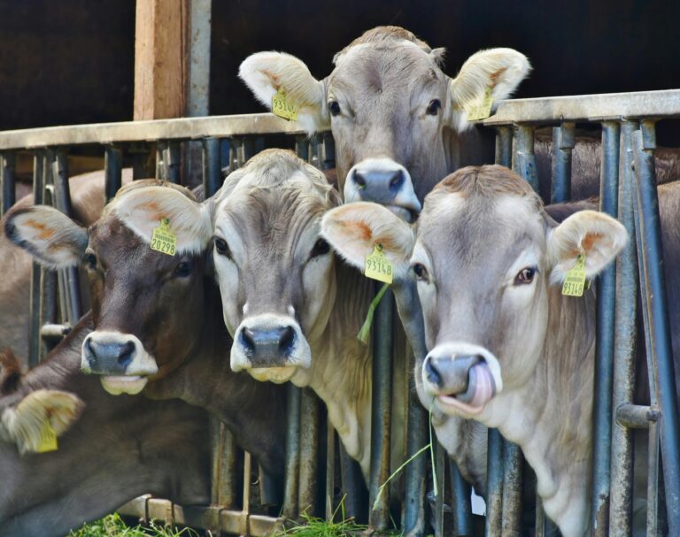 Vöcklabruck: Mängel und Überforderung bei Landwirten