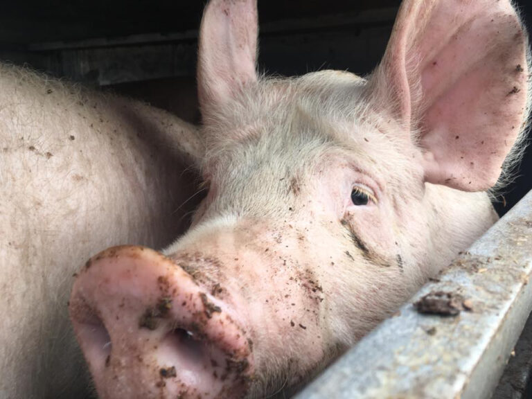 Schwere Mängel und Leid bei EU-Lebendtiertransporten durch Tirol