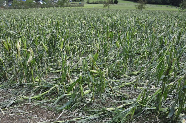 200 Millionen Euro an Unwetterschäden in der Landwirtschaft