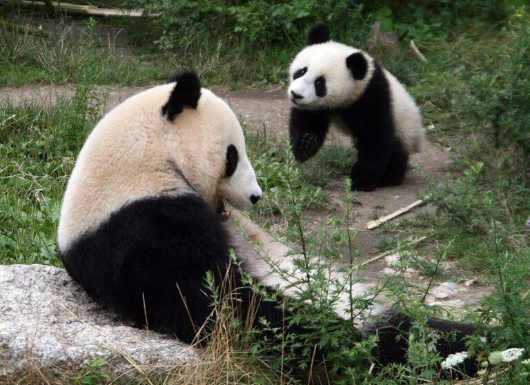 Pandabären verlassen Schönbrunn