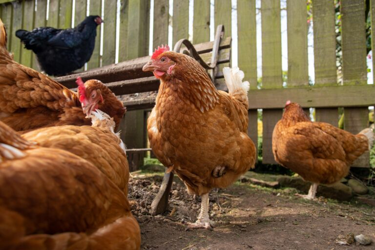 Vogelgrippe-Virus breitet sich aus