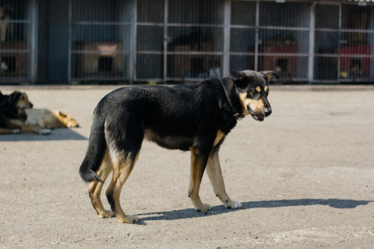 Grazerin wegen Tierquälerei und Betrug festgenommen