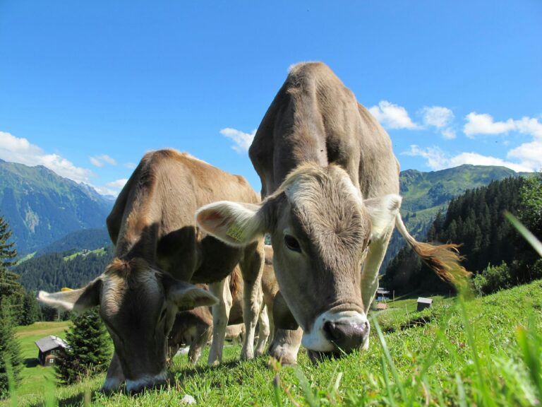 Bregenzerwald: TBC-Ausbruch bei Rindern