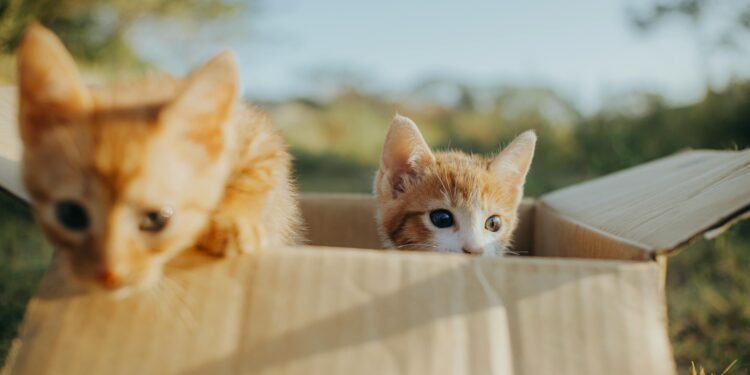 Die Zeitung der Arbeit in neuem Glanz – ohne Kompromisse im Klassenkampf