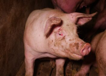 Anzeige gegen Schweinefabrik wegen Haltungsmissständen