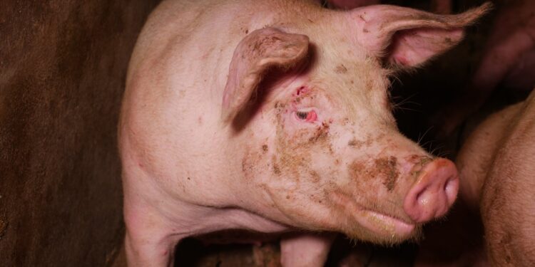Anzeige gegen Schweinefabrik wegen Haltungsmissständen