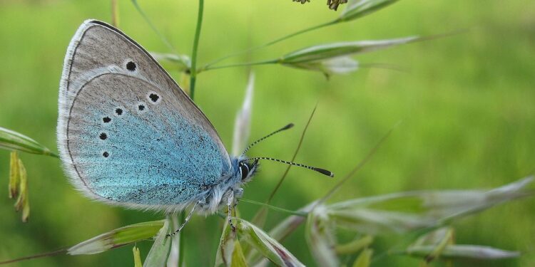 Deutlicher Rückgang bei Schmetterlingsarten in Salzburg