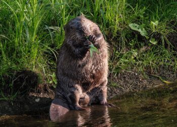 Salzburger Behörden schieben Biberfamilie ab