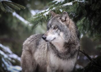 Wolf-Status: Feldzug gegen Artenschutz