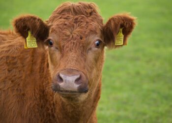 Maul- und Klauenseuche bereits in ungarischer Grenznähe