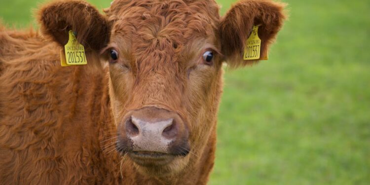 Maul- und Klauenseuche bereits in ungarischer Grenznähe