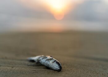 Plastikflut in Europas Flüssen – Unsichtbare Gefahr für Mensch und Natur