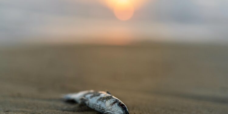 Plastikflut in Europas Flüssen – Unsichtbare Gefahr für Mensch und Natur