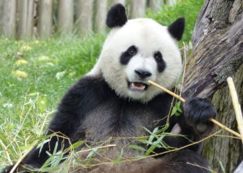 Neue Pandas in Schönbrunn