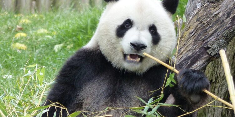 Neue Pandas in Schönbrunn