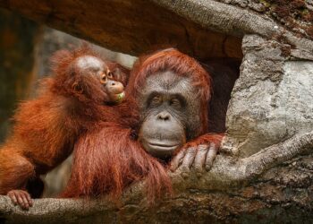 Zahl bedrohter Affenarten klettert nach oben