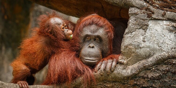 Zahl bedrohter Affenarten klettert nach oben