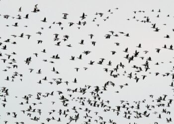 Zugvögel und Quantenphysik