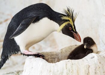 Pinguinnachwuchs in Schönbrunn