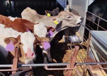 Wie österreichische Kälber in nordafrikanischen Schlachthöfen enden