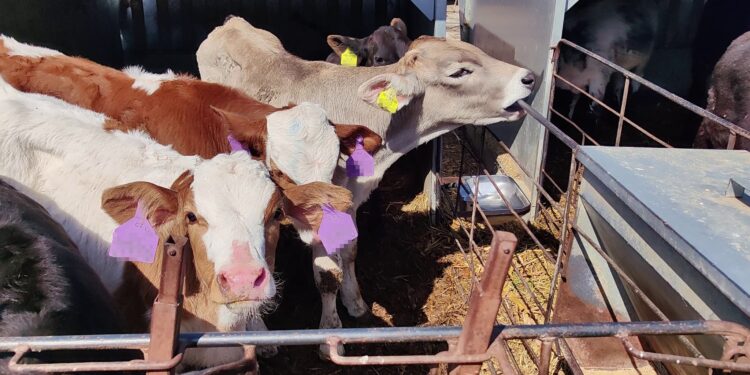 Wie österreichische Kälber in nordafrikanischen Schlachthöfen enden