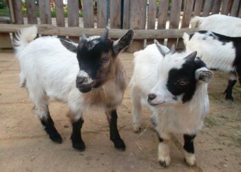 Illegaler Tiertransport: 32 Ziegen auf vier Quadratmetern