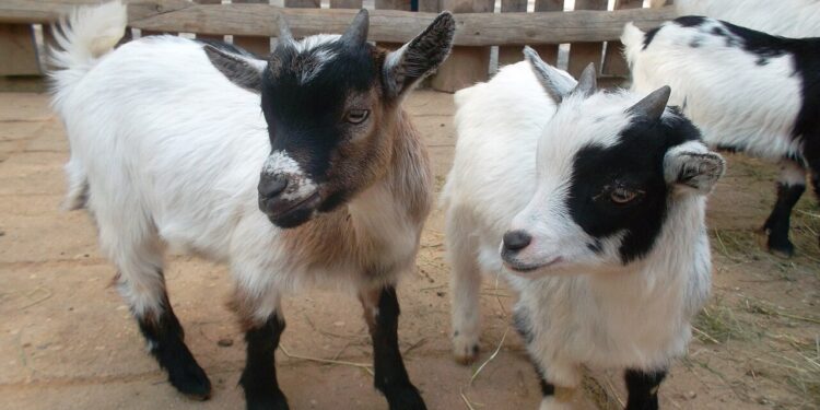 Illegaler Tiertransport: 32 Ziegen auf vier Quadratmetern