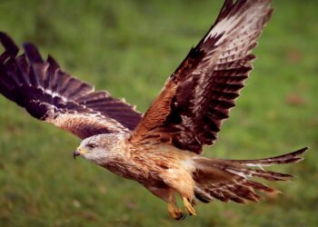 Zwei Rotmilane in Oberösterreich vergiftet