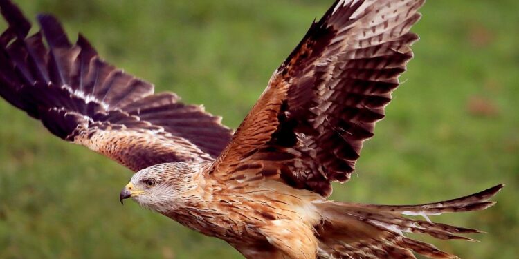 Zwei Rotmilane in Oberösterreich vergiftet
