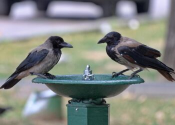 Hitze und Gewitter: Österreich startet sommerlich turbulent in die Woche