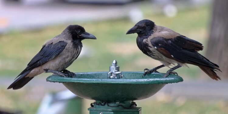 Hitze und Gewitter: Österreich startet sommerlich turbulent in die Woche