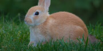 Kaninchenpest bedroht freilebende Kaninchen in Wien