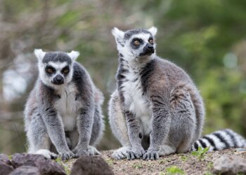 Kattapärchen mit besonderen Bedürfnissen findet zusammen