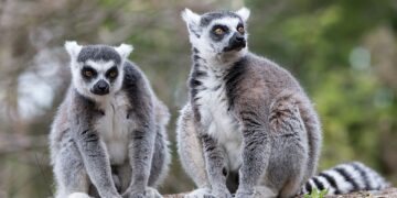 Kattapärchen mit besonderen Bedürfnissen findet zusammen