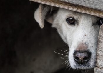 Grazerin verursacht unfassbares Tierleid in Ungarn
