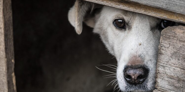 Grazerin verursacht unfassbares Tierleid in Ungarn
