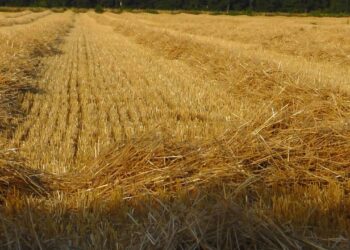 EU-Kommission: Panzer statt Getreide