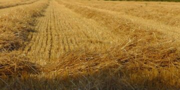 EU-Kommission: Panzer statt Getreide