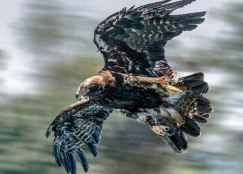 Kaiseradlerpopulation verzeichnet hohe Fortpflanzungserfolge