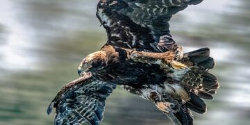 Kaiseradlerpopulation verzeichnet hohe Fortpflanzungserfolge