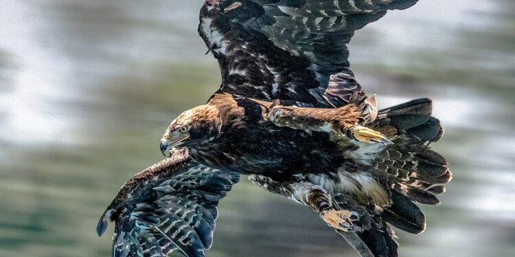 Kaiseradlerpopulation verzeichnet hohe Fortpflanzungserfolge