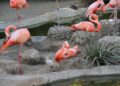 Flamingonachwuchs im Tiergarten Schönbrunn