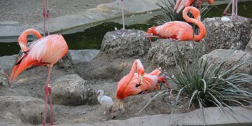 Flamingonachwuchs im Tiergarten Schönbrunn