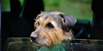 Vorarlberg: Schutzpflicht bei Hitze und hohe Strafen für Tierquälerei