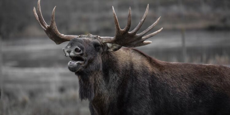 Elch Emil, die Sommersensation im Weinviertel