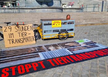 Forderung nach einer neuen EU-Tiertransportverordnung