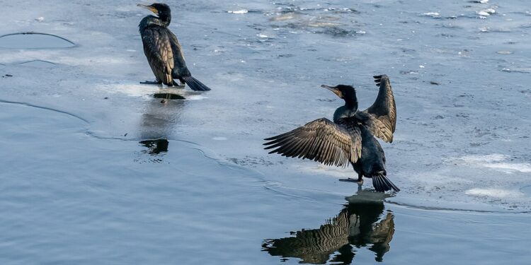 Kormorane kehren zurück – Fischereien in Oberösterreich unter Druck