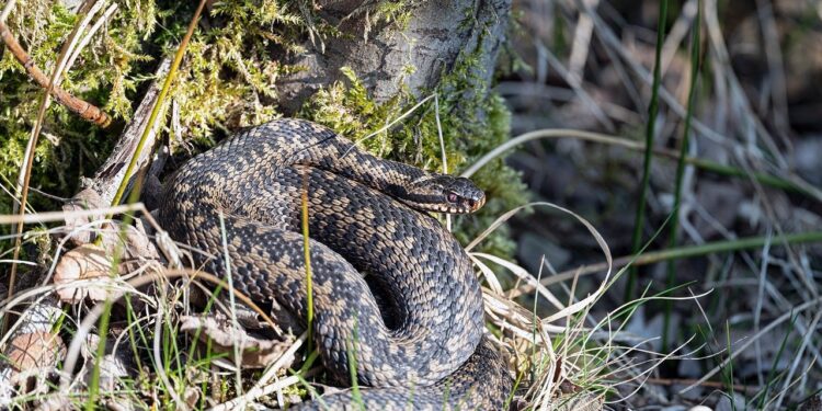 Warum Schlangen für Natur und Mensch wichtig sind