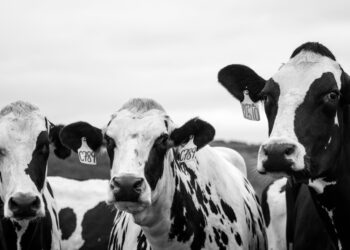 Tiertransporter verunglückt in Nauders: 13 Rinder verendet